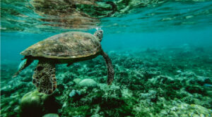 Underwater photo of turtle Underwater photo of turtle